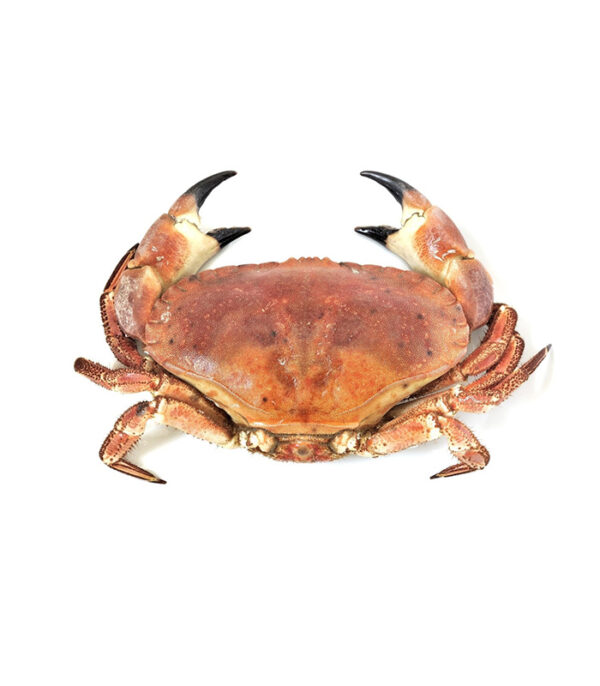 Cornish Crab (Whole) - Image 1
