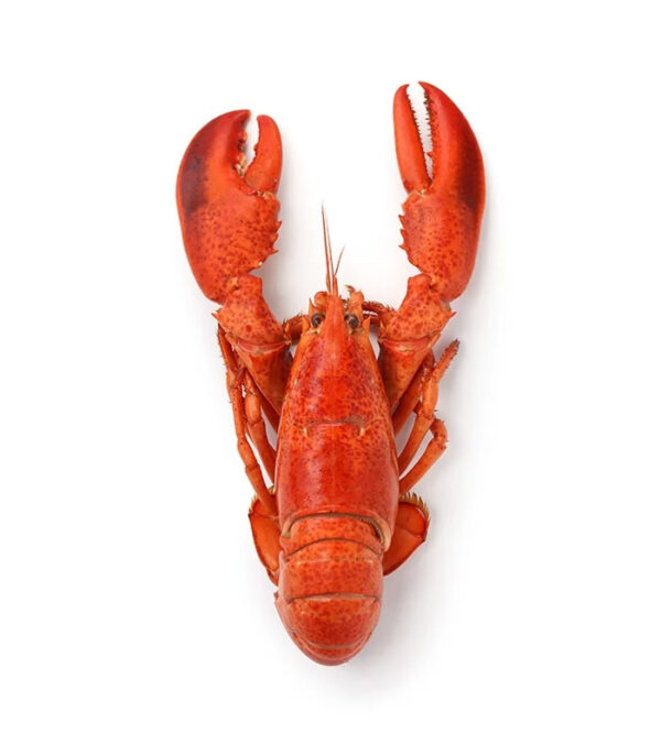 Whole Cornish Lobster - Image 1