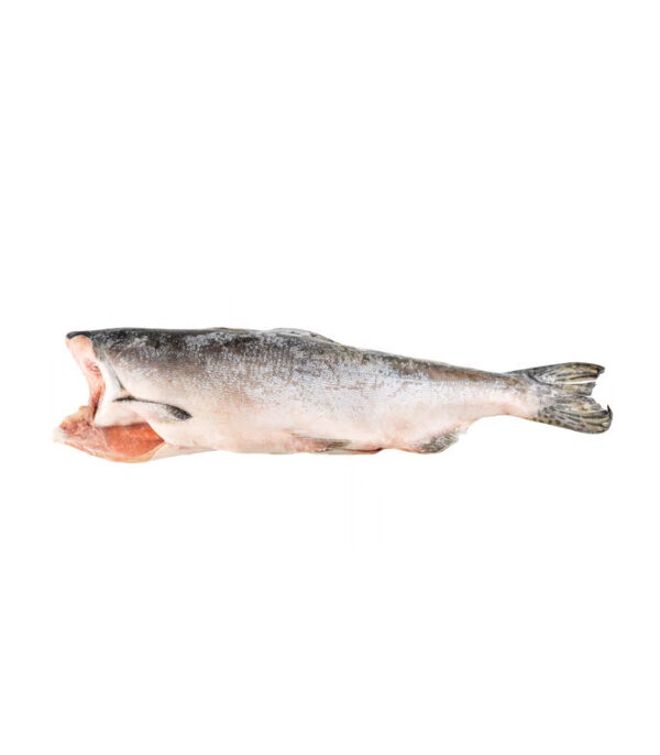 Pink (Hump-Back) Salmon - Image 1