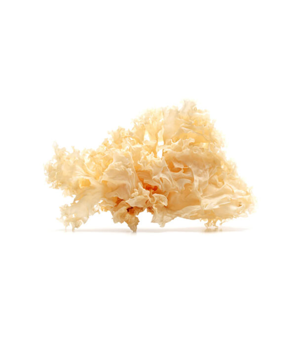 Dried White Fungus - Image 1